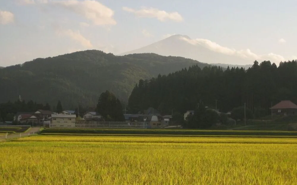 Соседняя страна прибегла к помощи военных из-за устроенного хищниками беспредела