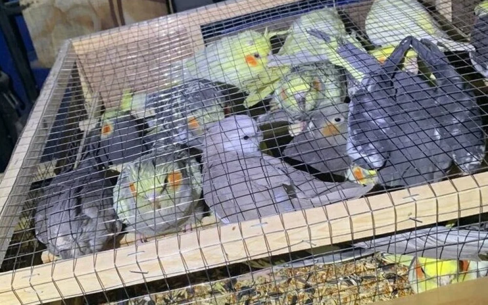 Зоологу дали условный срок за контрабанду редких попугаев