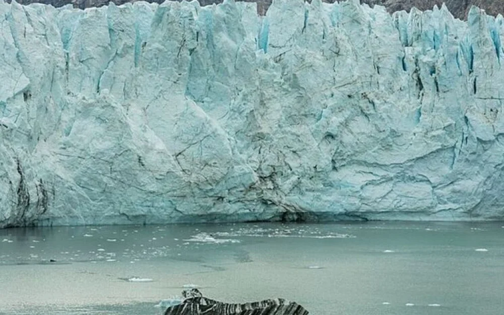 Скрытая под морскими льдами Арктики «невозможная» жизнь озадачила ученых
