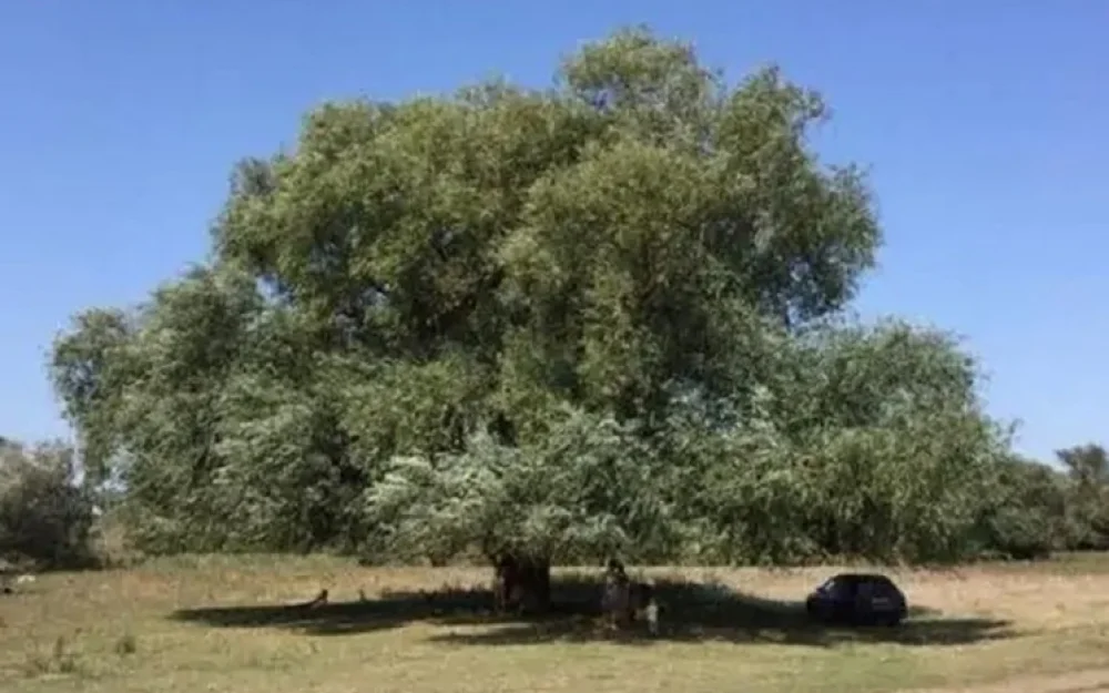 Россияне проголосовали за «главное дерево» страны