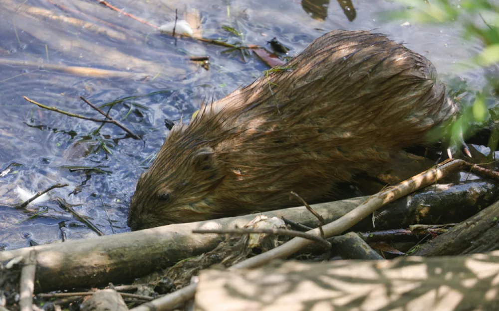 Ученые сделали неожиданное открытие об интимных привычках выхухолей