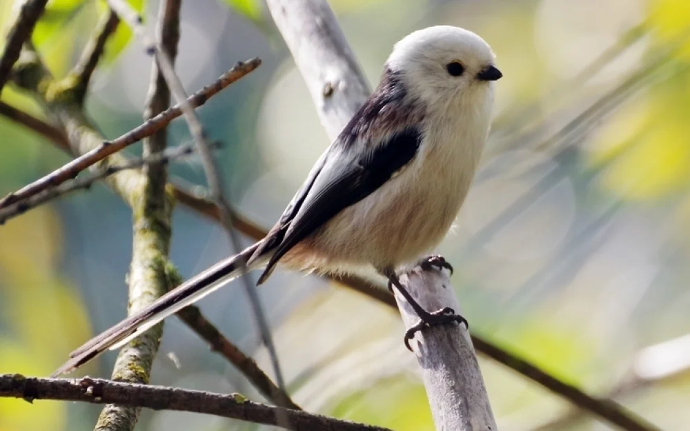 «К нам пришла евроосень»: чем аномальное тепло грозит Москве