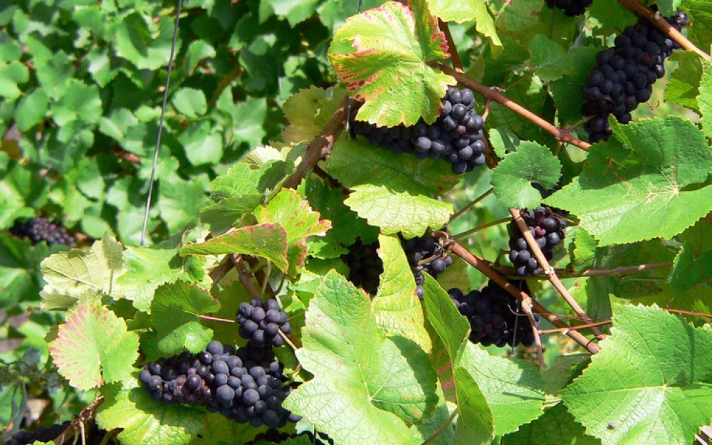 Бессмертие на виноградных косточках: найдено средство против старения?