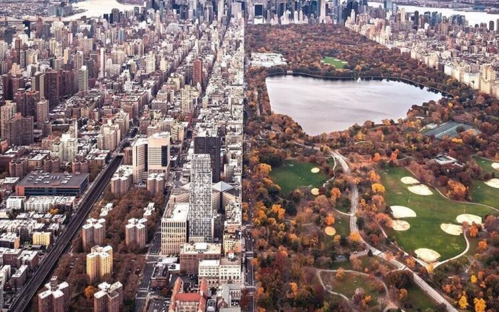 Живущий в элитном районе пенсионер уничтожил городские деревья ради вида из дома