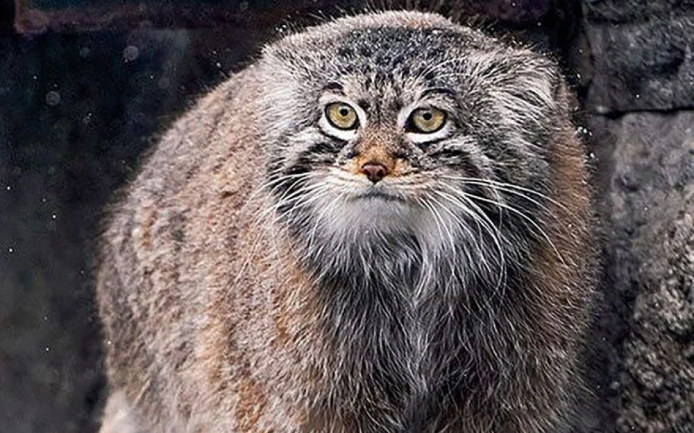 Зажировка: почему россияне берут пример с манулов