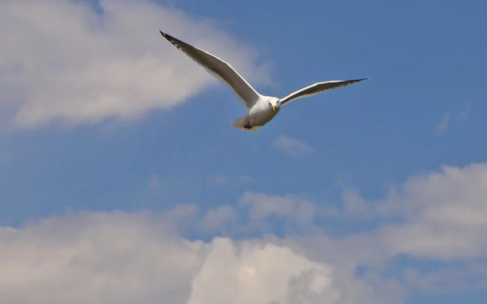 Чайки переносят в желудках микропластик и отравляют им рыбу