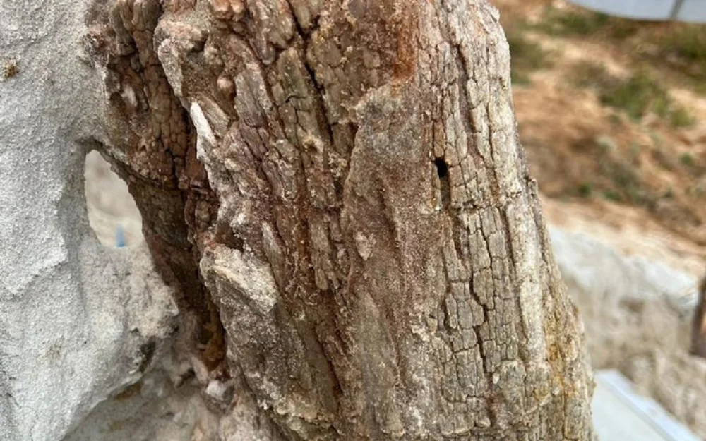 Ученые Санкт-Петербурга раскопали одно из первых деревьев на Земле