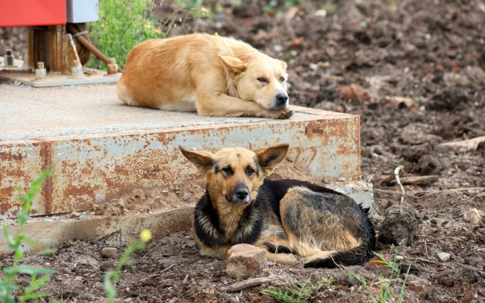 Четверть миллиона собак в России пытаются найти дом через маркетплейсы: исследование экспертов