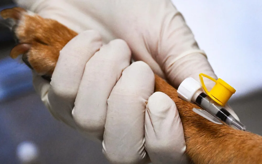 Владельцам животных указали на важность соблюдения рекомендаций ветеринаров