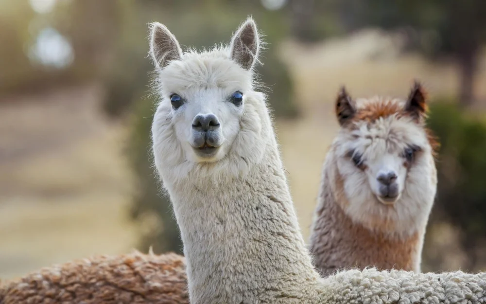 Чилийские альпаки впервые появятся в барнаульском зоопарке