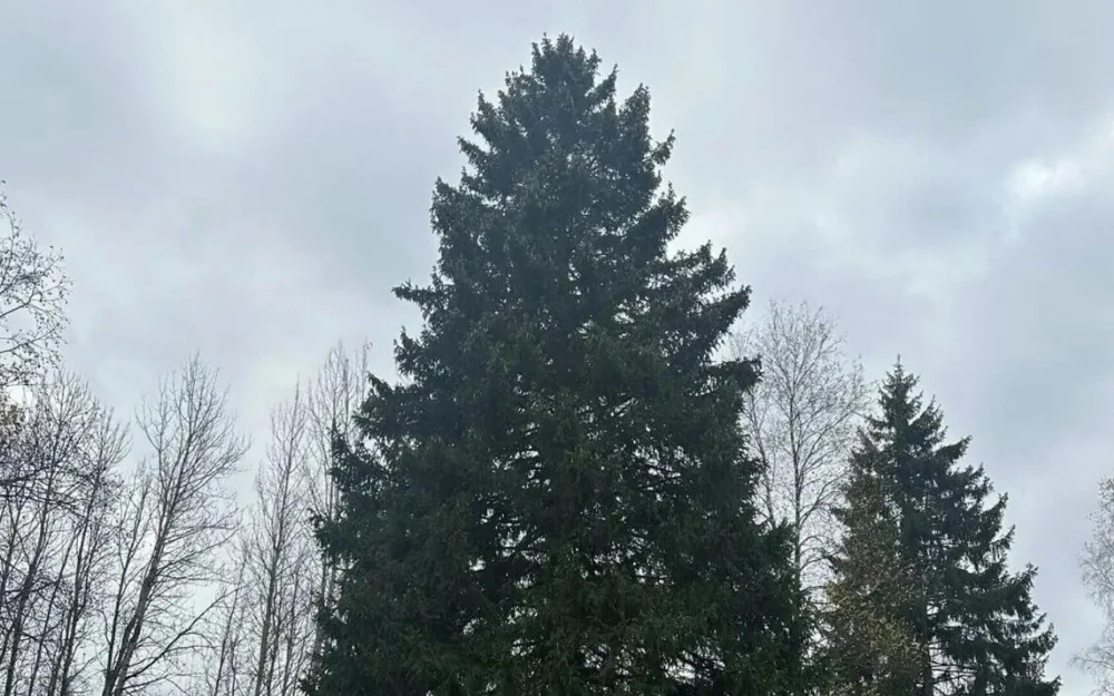 Главную новогоднюю елку России планируют спилить 8 декабря