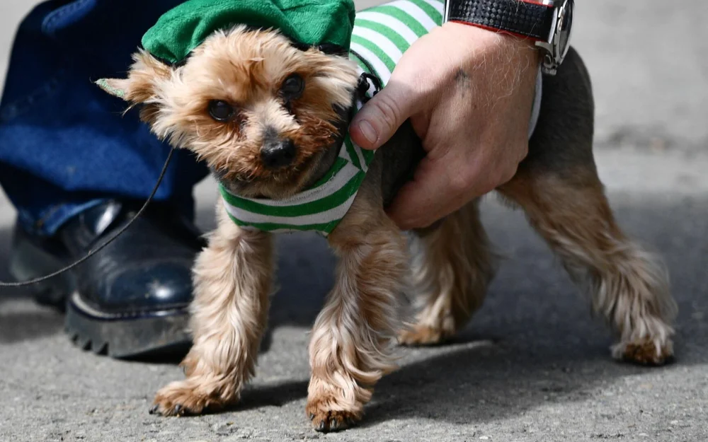 РКФ предложила ввести обязательную регистрацию домашних животных