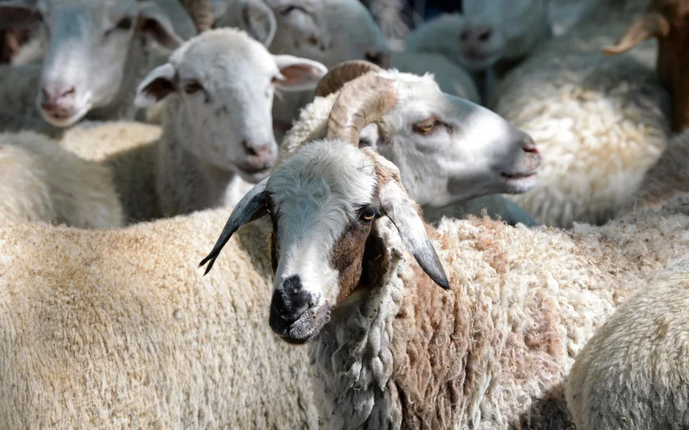 В Приморье у одного из убитых баранов обнаружили огнестрельное ранение