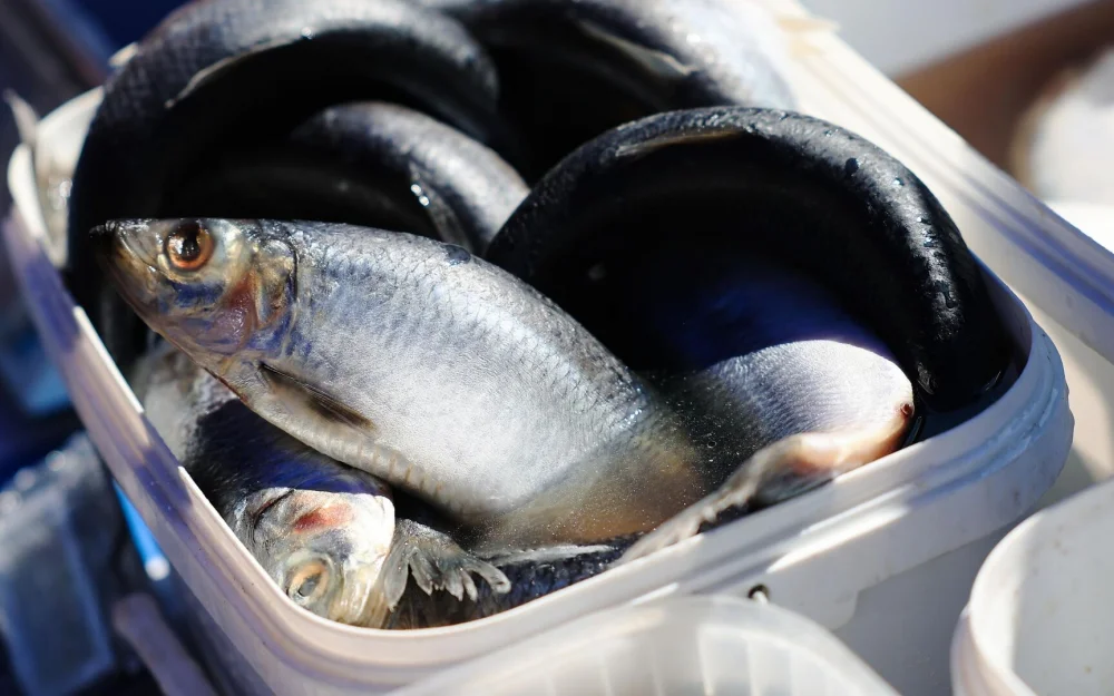 Правительство поручило представить предложения по закупкам рыбы для школ
