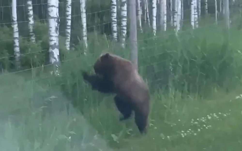 Череповчанин получил штраф, соврав медикам о нападении медведя ради девушки