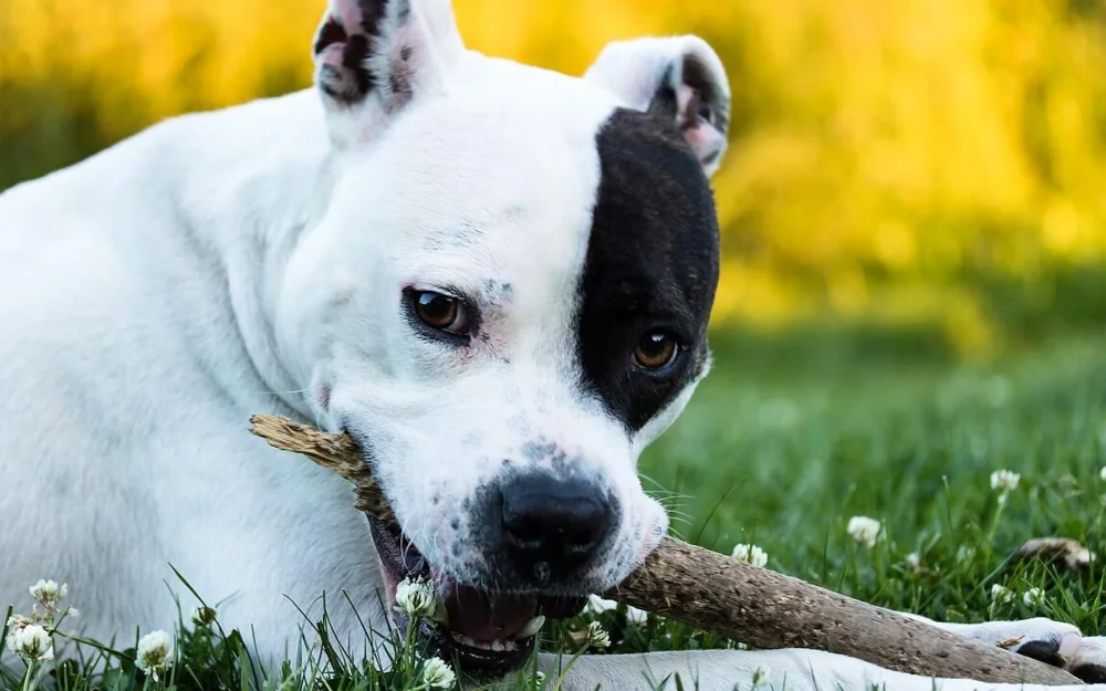 Житель Новокузнецка пойдет под суд за избиение щенка