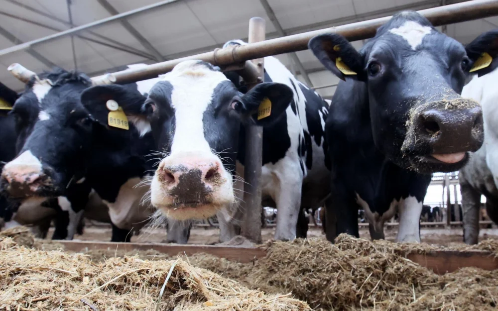 В Махачкале поймали коров, вытаптывавших молодые деревья в лесу