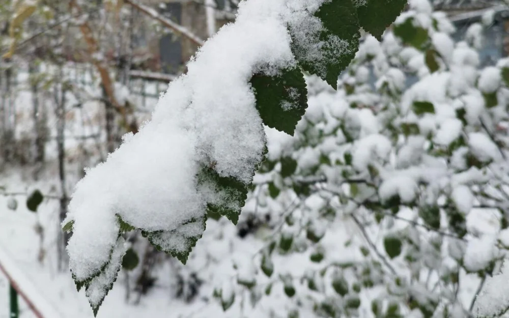 Вильфанд не прогнозирует снега в Москве в ближайшую неделю