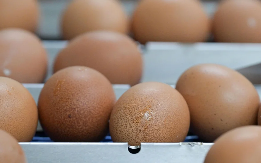 Анохин: птицефабрика в Смоленской области нарастила производство