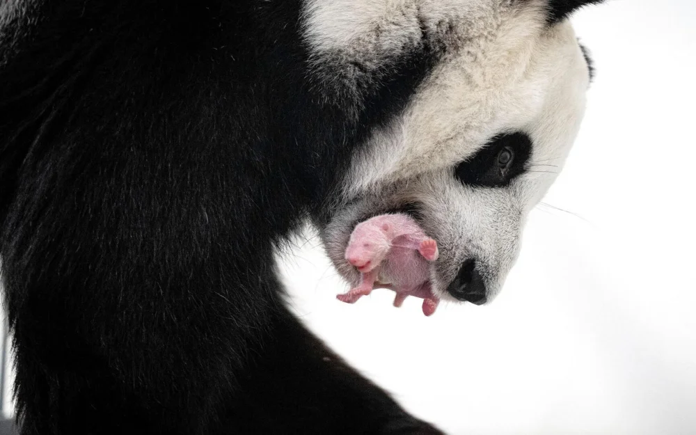 Московский зоопарк рассказал об известных матерях зоосада