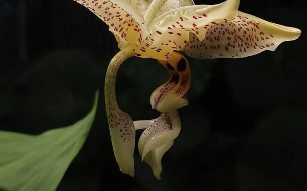 В Аптекарском огороде впервые за сезон зацвела редкая орхидея