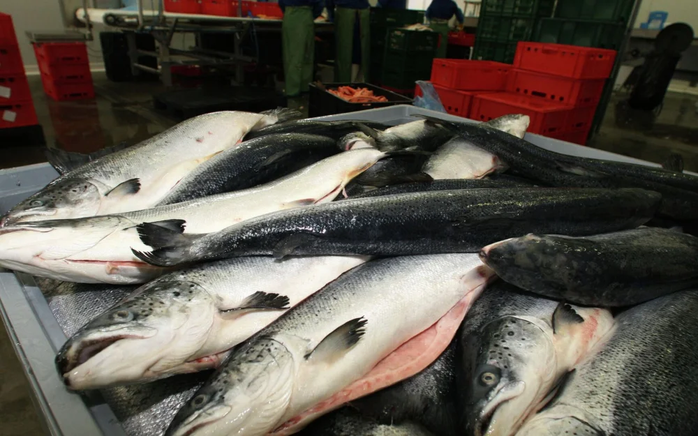Китай увеличил импорт рыбы из России