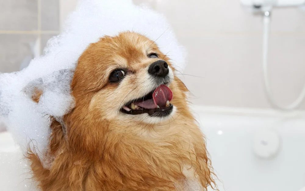 Регистрацию домашних животных перевели в цифровой формат в Подмосковье