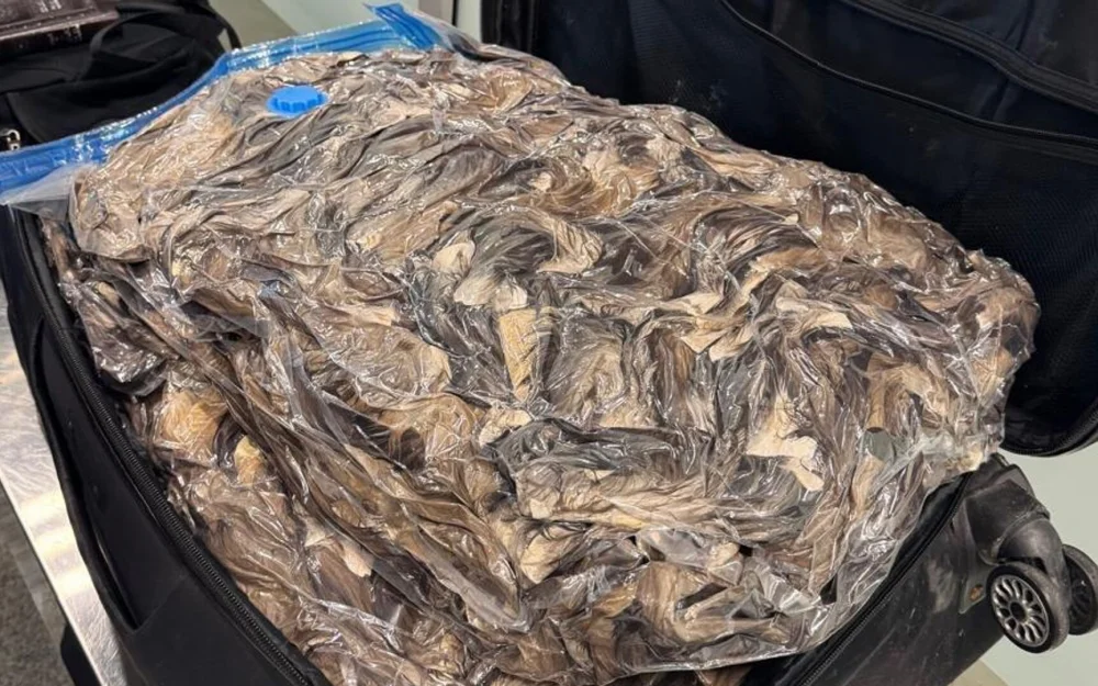 В Домодедово задержали иностранца за попытку контрабанды в Израиль