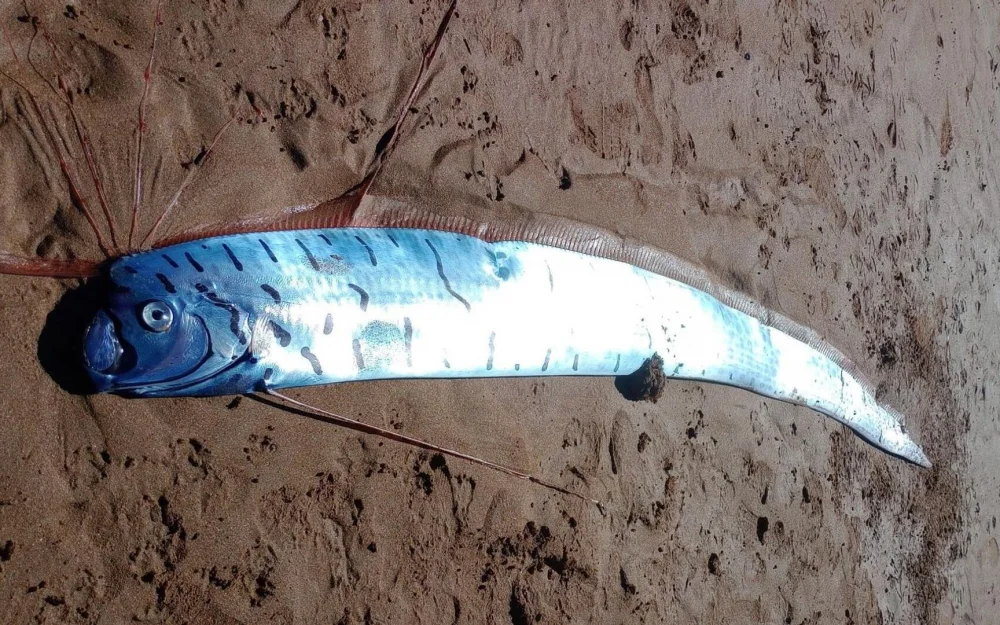 Мужчина нашел на пляже существо — предвестника катастроф