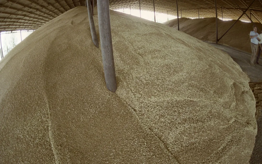 Россия отправит в Армению еще 132 вагона с пшеницей