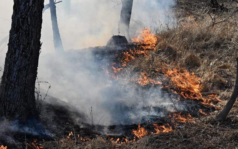 В Новороссийске потушили лесной пожар