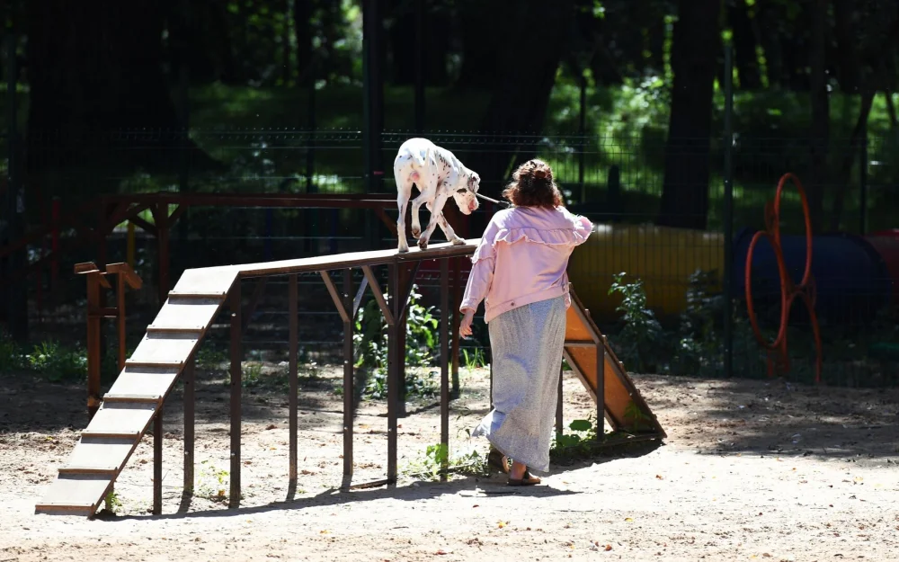 Разработчик рассказал о нацстандарте инфраструктуры для выгула собак