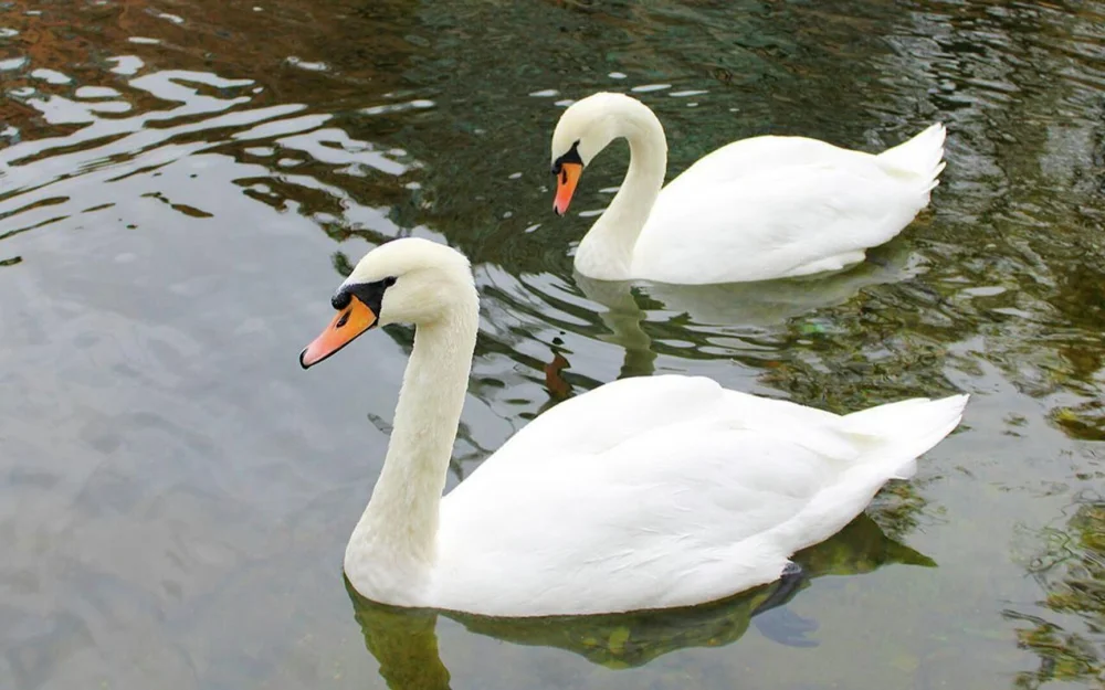 Лебеди-шипуны из Усадьбы Трубецких будут зимовать в Московском зоопарке