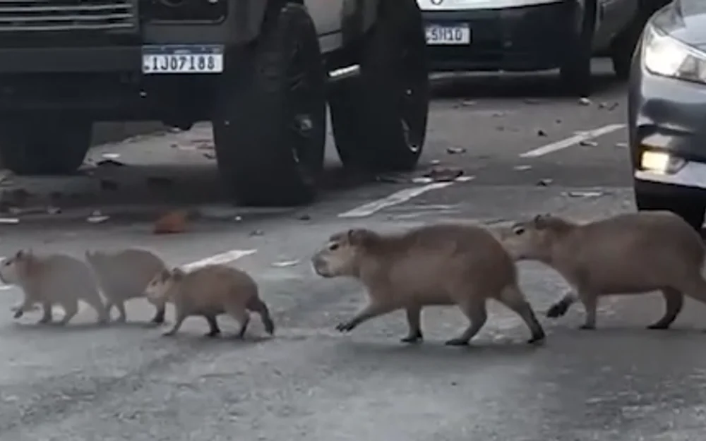 Капибары устроили самую милую автомобильную пробку