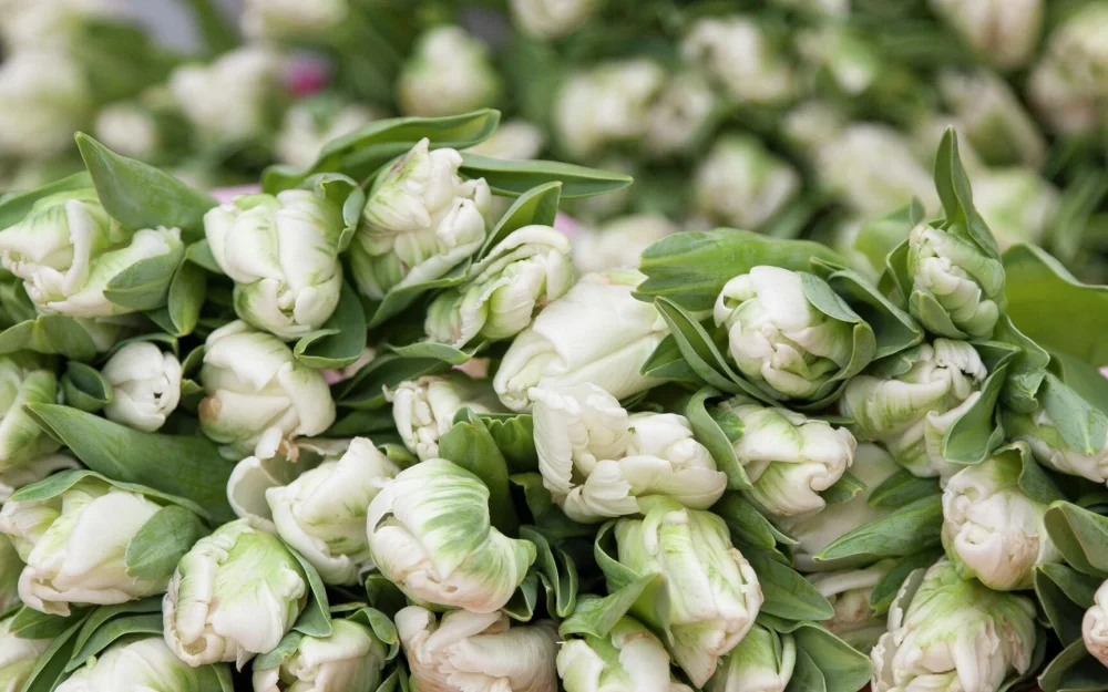 Роспотребнадзор рассказал, как продлить жизнь цветов