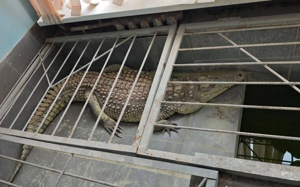 Здание, где телеканал Обнинск ТВ держит крокодила, отключили от отопления