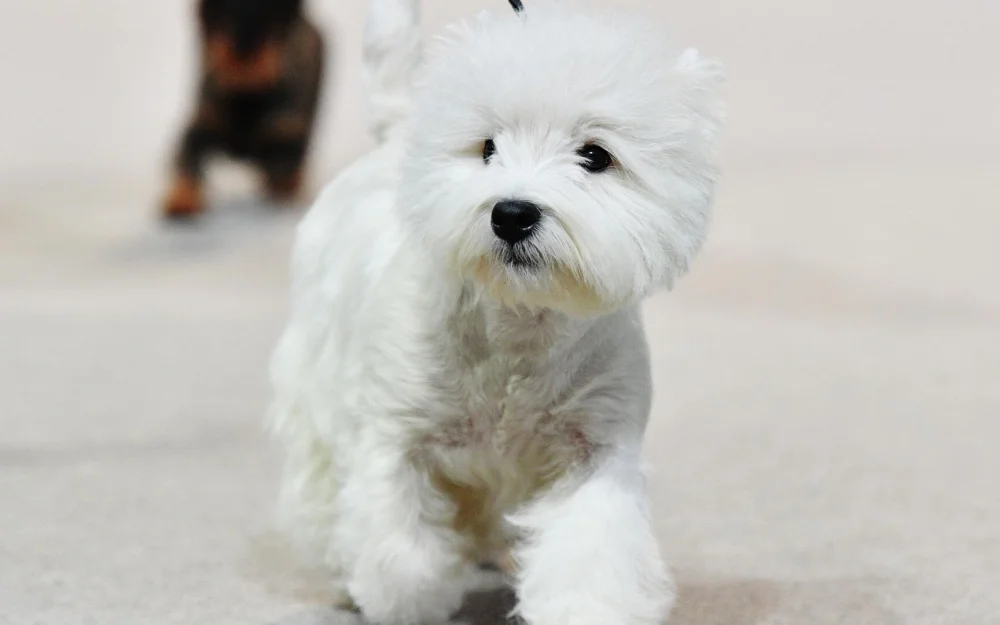 Собаки умеют любить, заявил кинолог