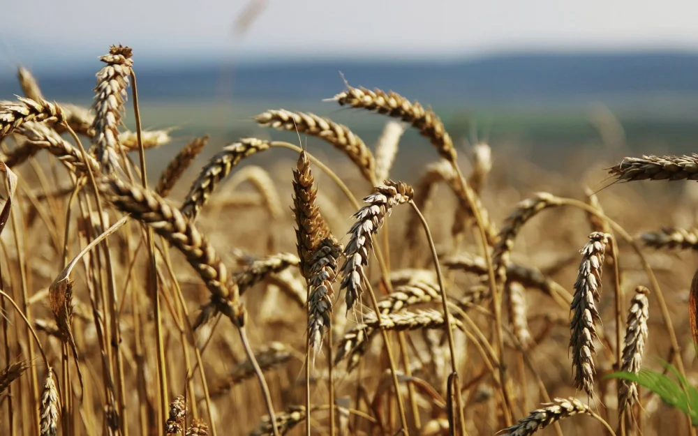 В России собрали более 140 миллионов тонн зерна