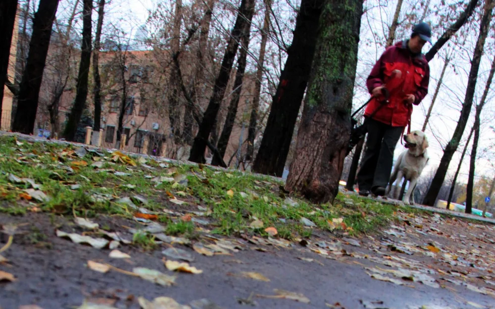 Опрос показал, сколько россиян испытывают упадок энергии осенью