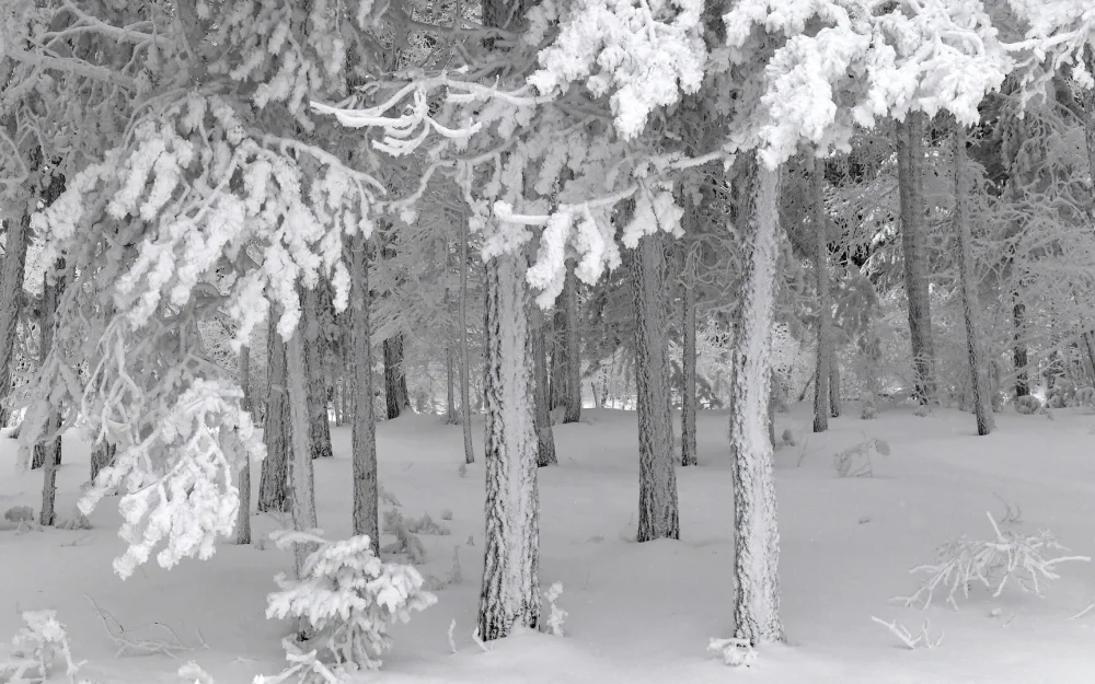 Вильфанд предупредил о резких изменениях погоды в городах Сибири