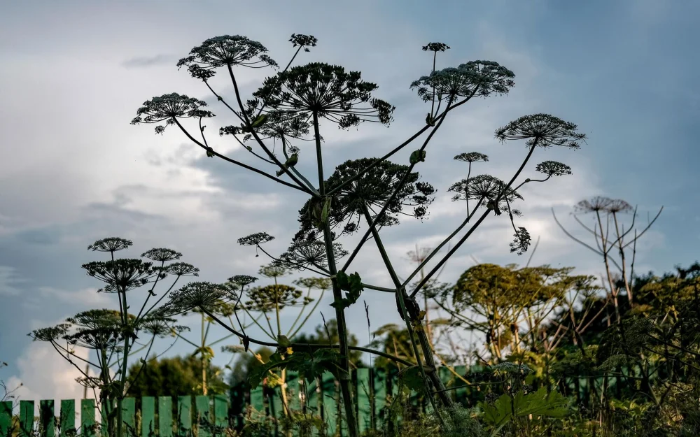 В Госдуме рассказали о новых штрафах для владельцев земельных участков