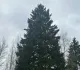 Главную новогоднюю елку России планируют спилить 8 декабря