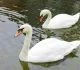 Лебеди-шипуны из Усадьбы Трубецких будут зимовать в Московском зоопарке