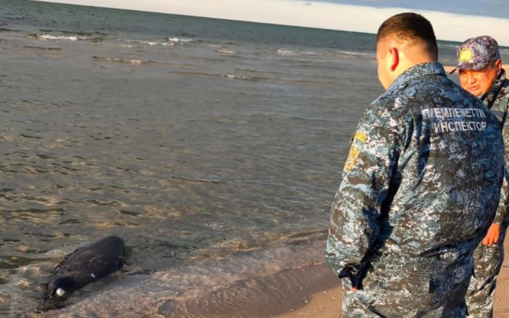 Причиной смерти обнаруженных на побережье Каспия тюленей могла стать инфекция