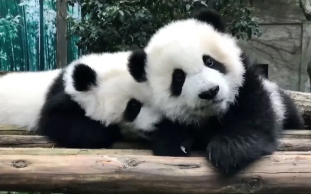 Япония может остаться без панд из-за конфликта с Китаем