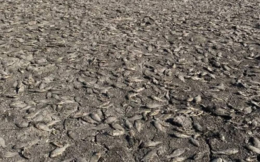 Возведенная жителем Белгородчины дамба осушила пруд с тремя тысячами карасей