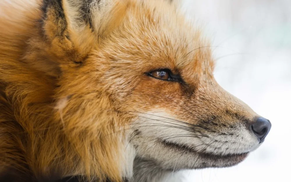 В Новосибирске ввели карантин по бешенству после нападения лисы на девушку