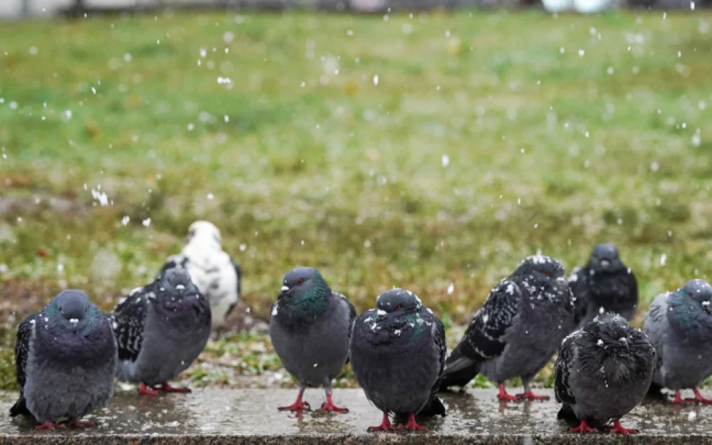 Вильфанд: небольшой снежок может выпасть в Москве на следующей неделе