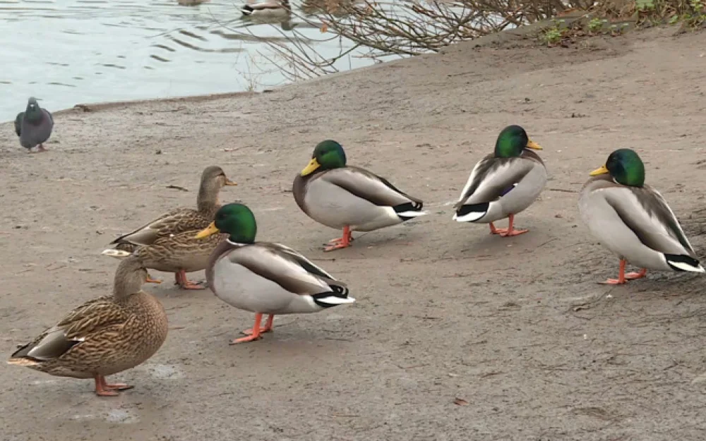 Инфекционист Малинникова объяснила опасность кормления диких птиц