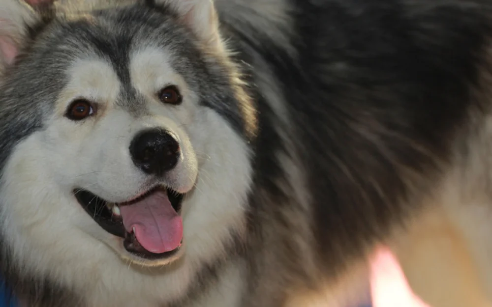 В России предлагают ввести обязательную регистрацию домашних животных